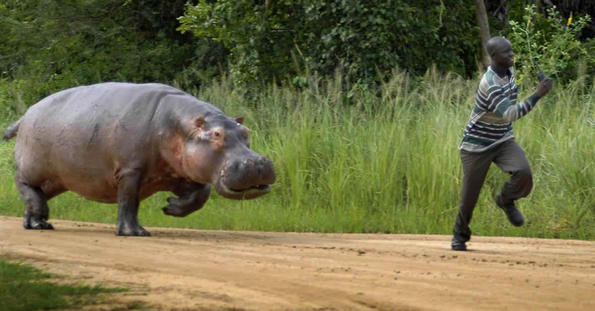 Conflito homem-fauna bravia em Sofala preocupa Procuradoria-Geral da República