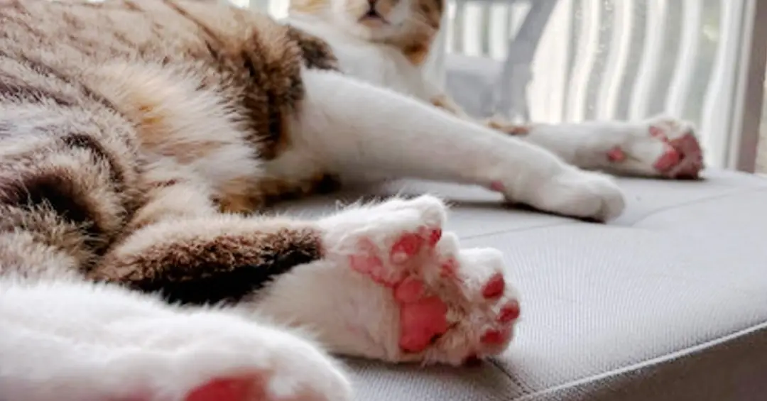 Conheça Toby, o gato que nasceu com 28 dedos e entrou para o Guinness Book