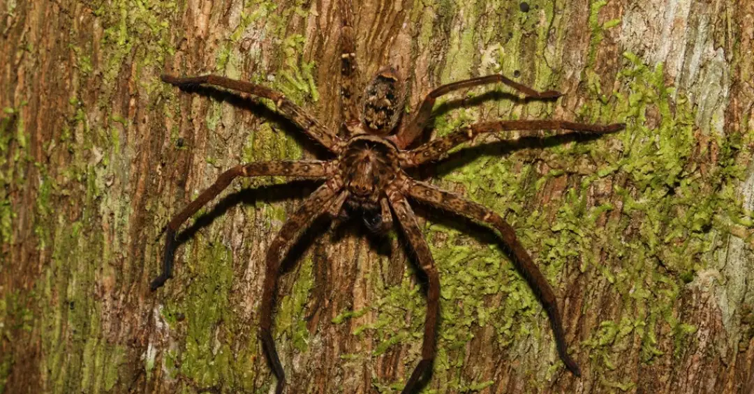 Conheça a aranha mais rápida do mundo