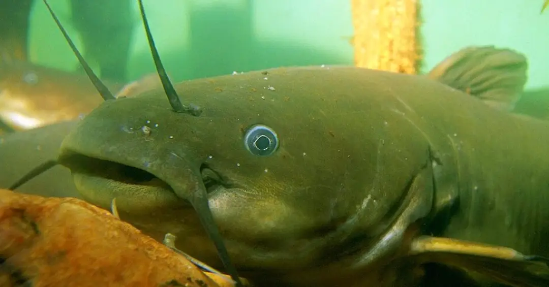 Descoberta inédita revela primeiro tipo de câncer transmissível em peixes