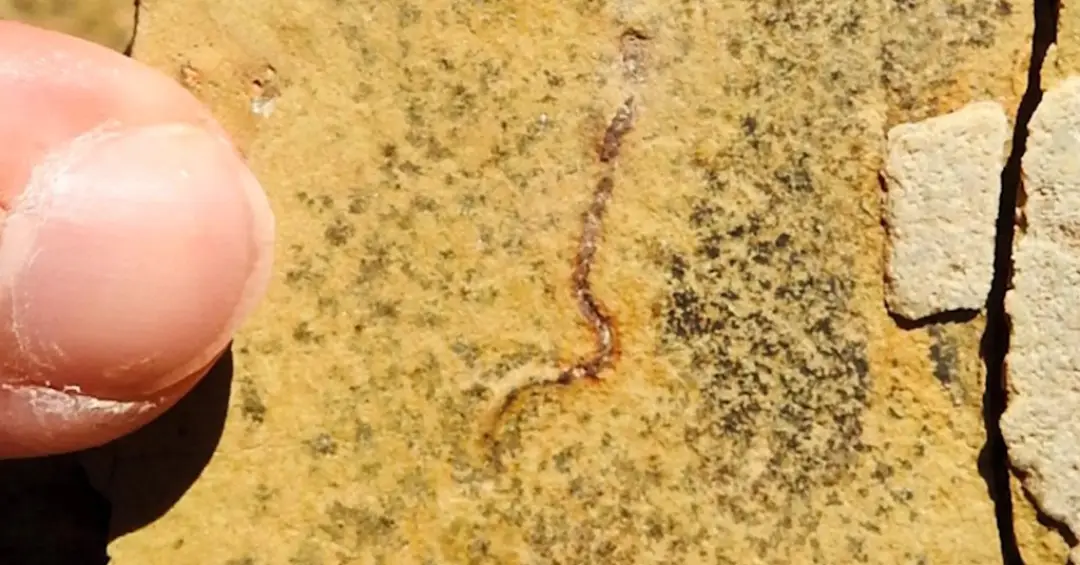 Fósseis de 544 milhões de anos não eram de animais, revela novo estudo com a Unesp
