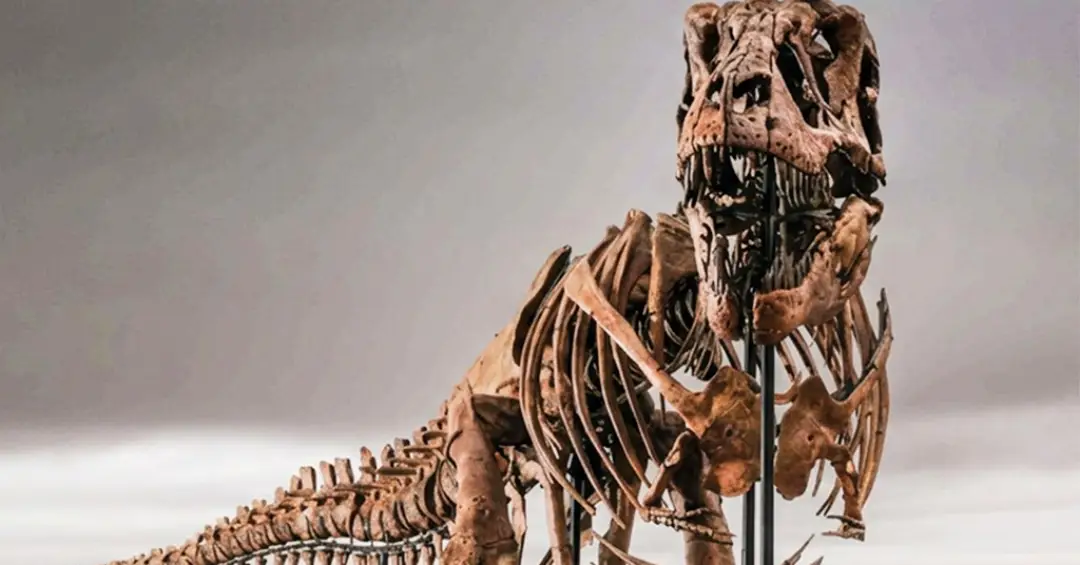 Fóssil de T. Rex leiloado por US$ 50 milhões é o mais caro já vendido – e ninguém sabe quem comprou