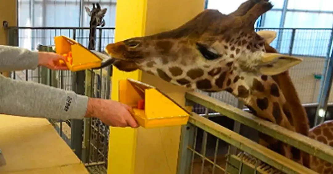 Girafas conseguem resolver contas básicas em troca de petiscos