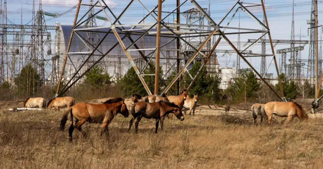 Guerra na Ucrânia mudou a rotina dos animais de Chernobyl, mostra estudo