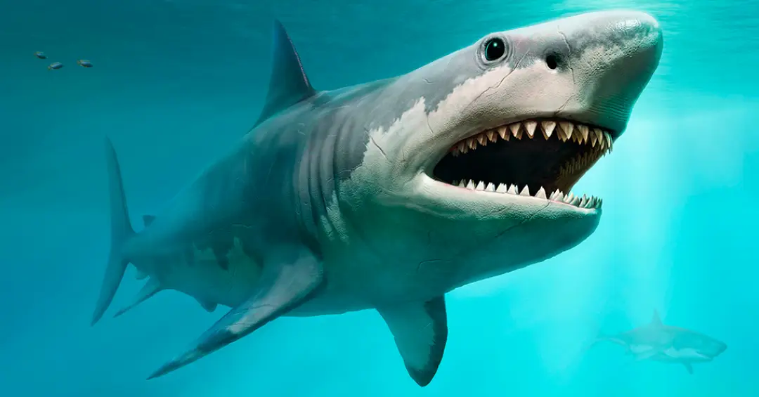 Megalodon: Redescoberta de fóssil revela detalhes sobre o lendário tubarão gigante