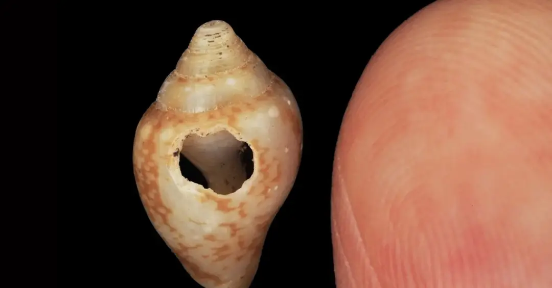 Neandertais e humanos modernos colecionavam as mesmas conchas, mostra estudo