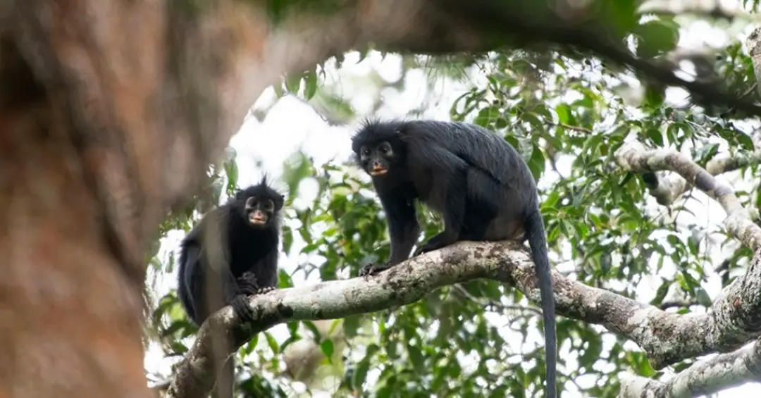 Nova espécie rara de macaco descoberta no Congo coaxa como sapo