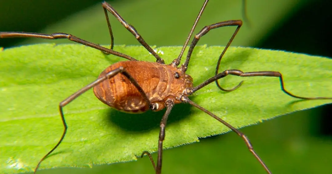 O que é um opilião? Pequeno animal parece uma aranha, mas não é