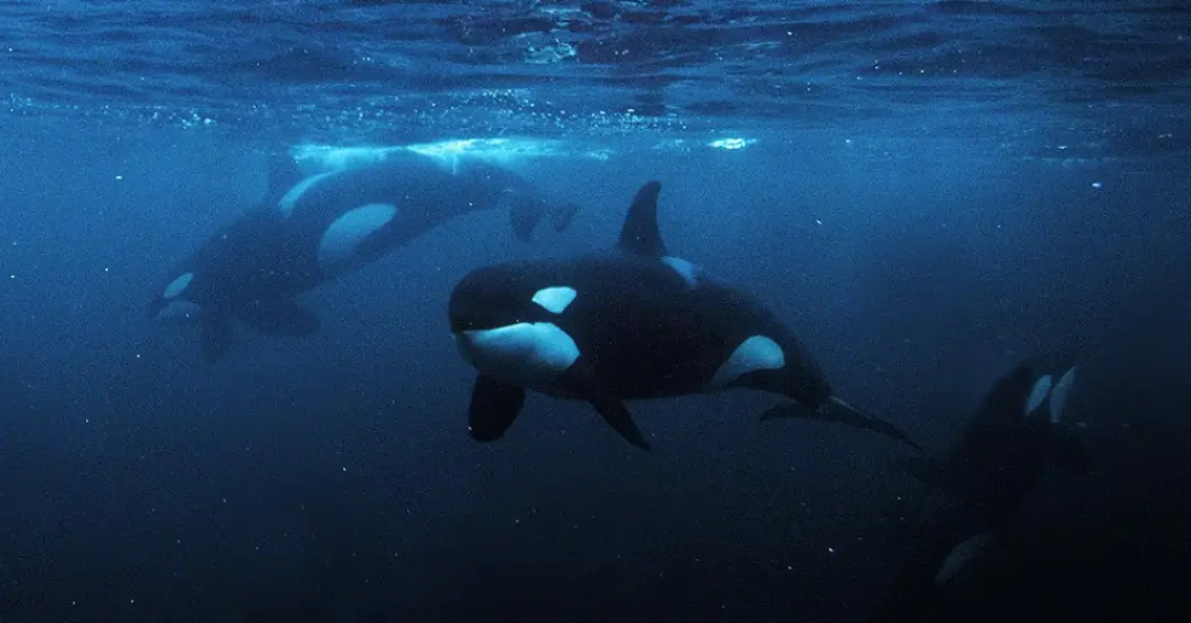Orcas se unem para destruir peixe de uma tonelada com cabeçada, veja vídeo