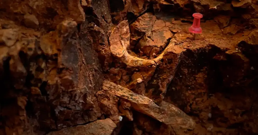 Os primeiros hominídeos canibais comiam adultos – além de crianças