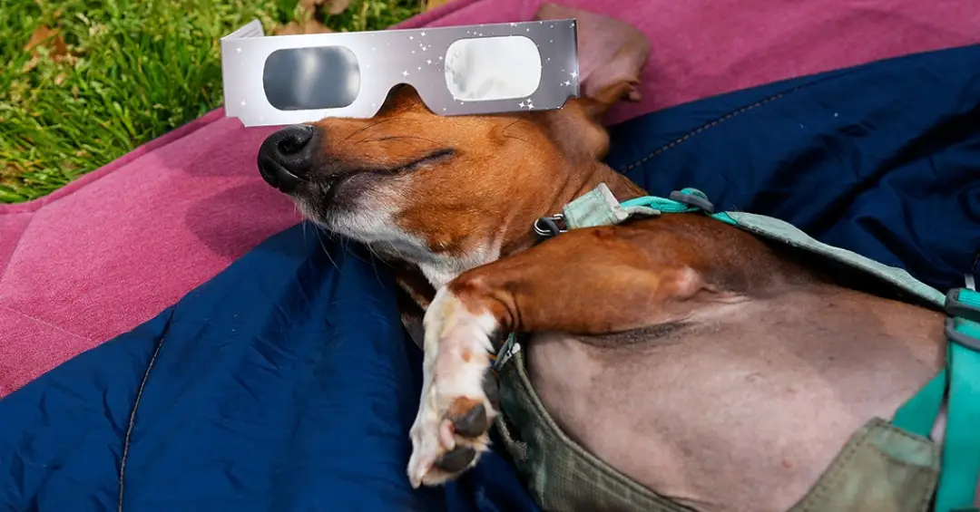 Por que os animais se comportam de forma estranha durante um eclipse solar?