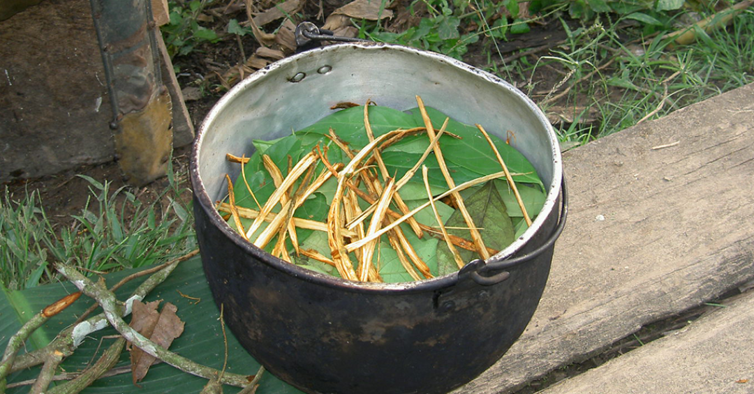 Psicodélico presente na ayahuasca pode ajudar o cérebro a produzir novos neurônios