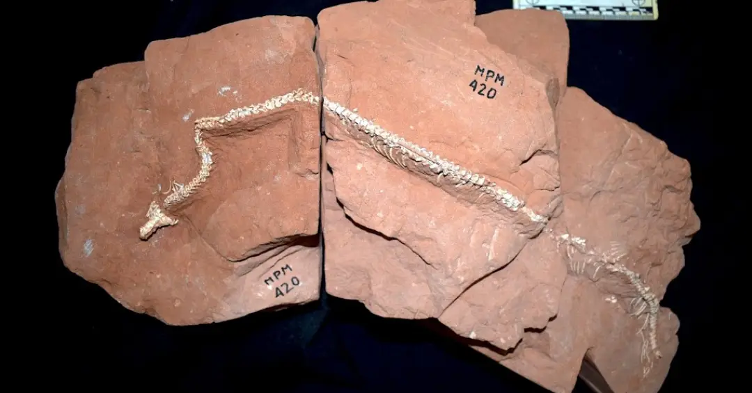 Qual a origem das cobras? Fóssil descoberto em Presidente Prudente traz novas pistas