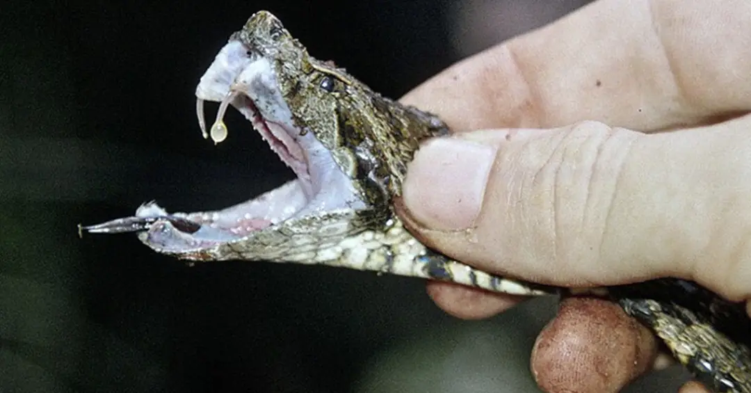 Veneno de serpentes quebra resistência do parasita da esquistossomose