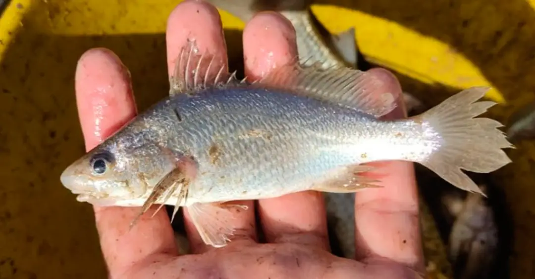 Anomalias em peixes do ES podem ter sido causadas por desastre de Mariana, sugere estudo