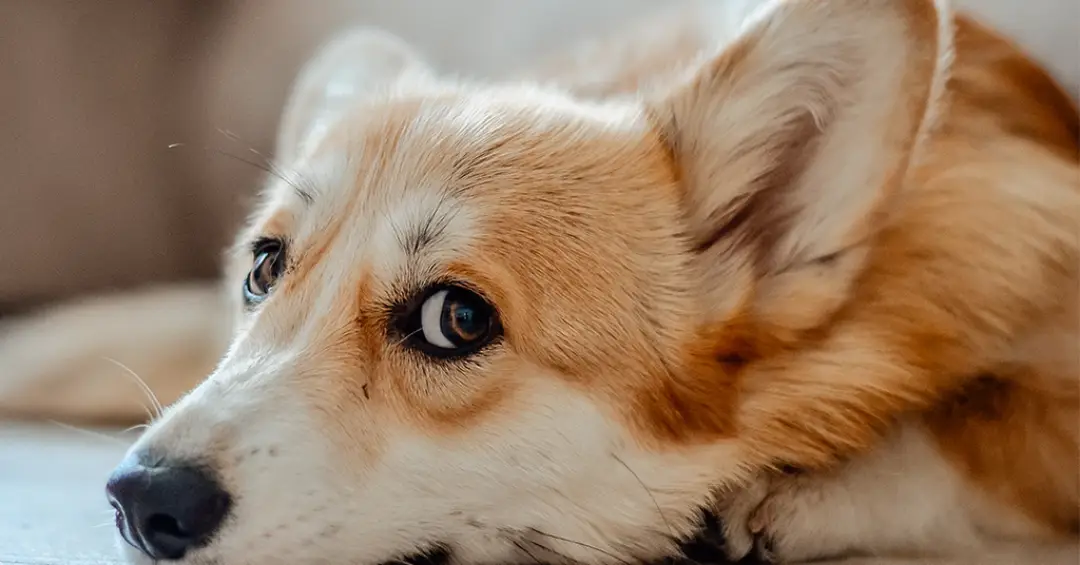 Cães entendem quando estamos felizes ou tristes pelas nossas expressões faciais, diz estudo