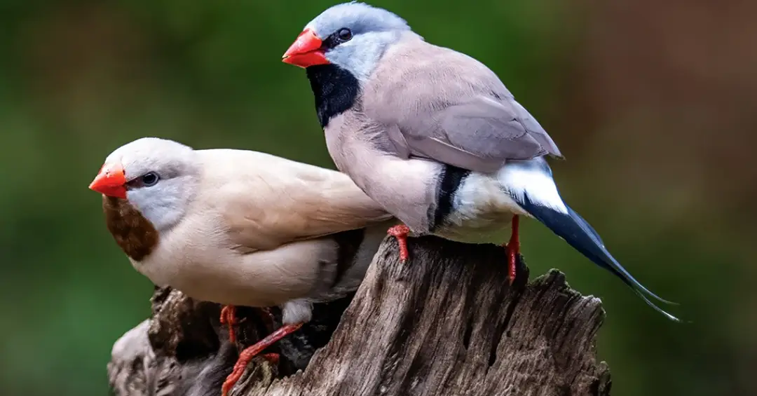 Canto dos pássaros segue padrão estatístico encontrado na linguagem humana, diz estudo