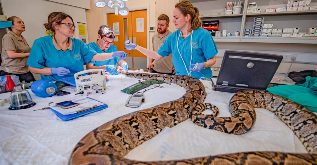 Cobra de 4,5 metros é curada de câncer com eletroquimioterapia em feito inédito