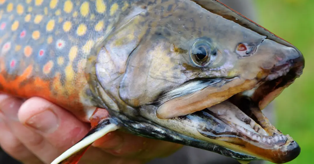 Como peixes “supermachos” eliminam espécies invasoras em rios dos EUA