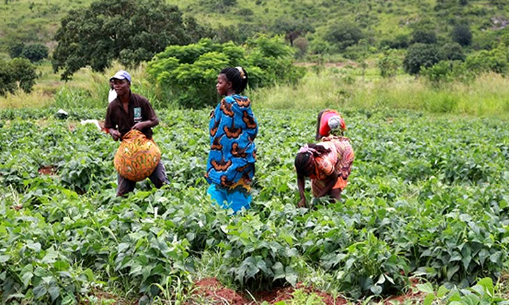 Doze mil habitantes de Chigubo com segurança alimentar assegurada para os próximos dois meses
