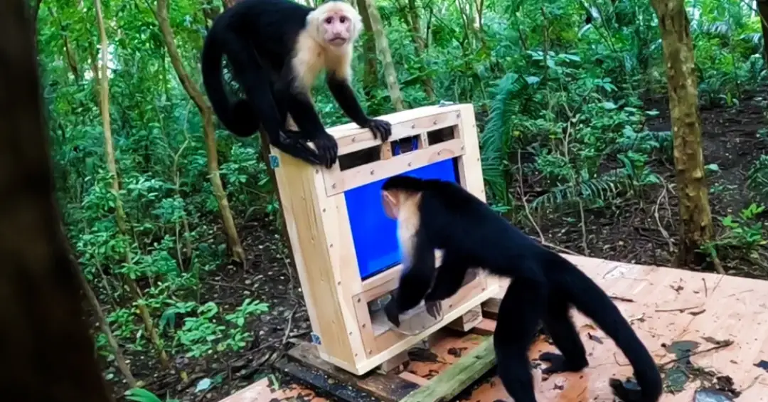 Macacos-prego selvagens da Costa Rica interagem com inteligência artificial em novo estudo