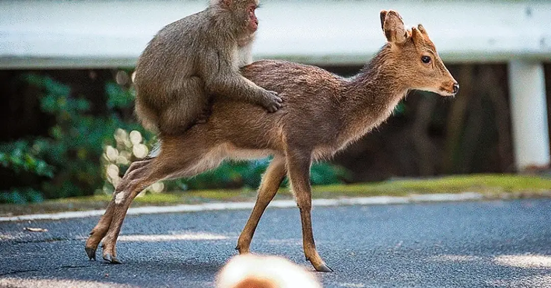 Não somos os únicos: primatas também têm “animais de estimação”