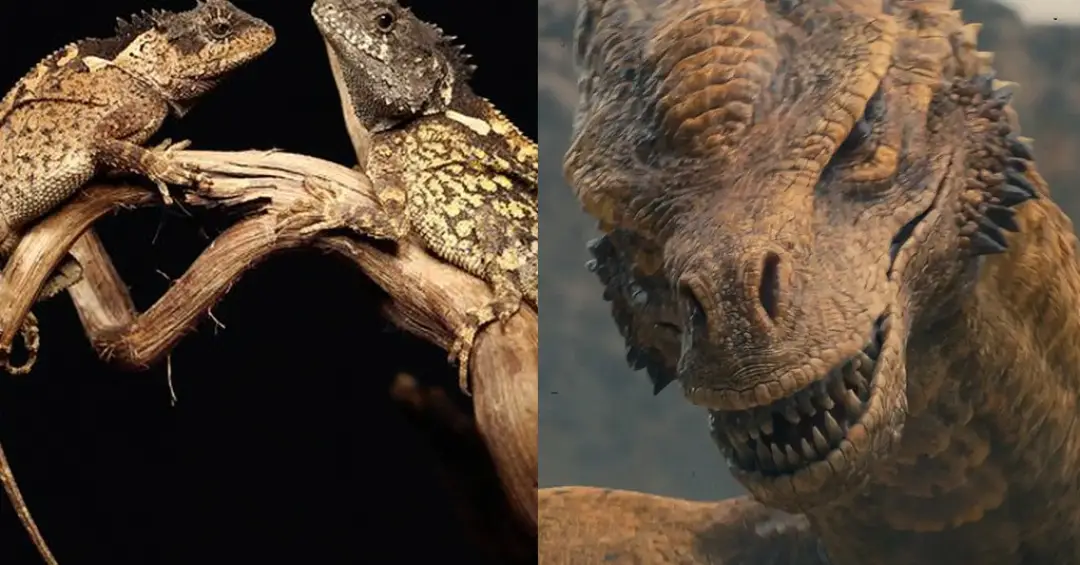 Nova espécie de lagarto é nomeada em homenagem a dragão de “House of the Dragon”