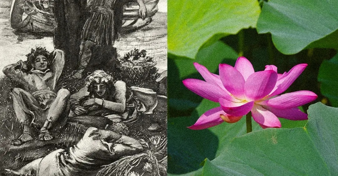 Odisseia: qual a espécie da flor de lótus mágica que causa amnésia?