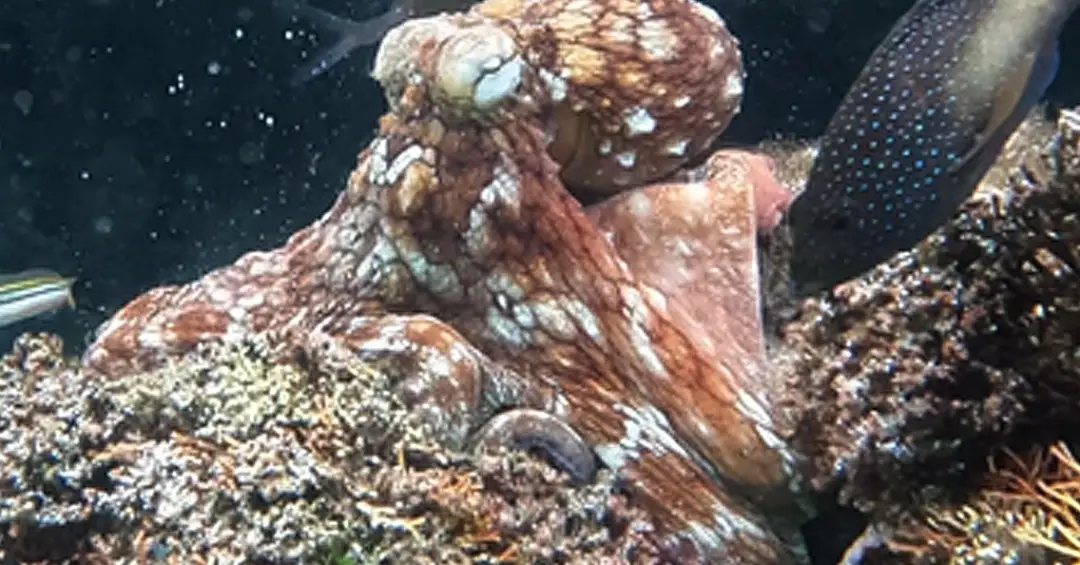 Polvos formam “clube da luta” no fundo do mar para atacar peixes