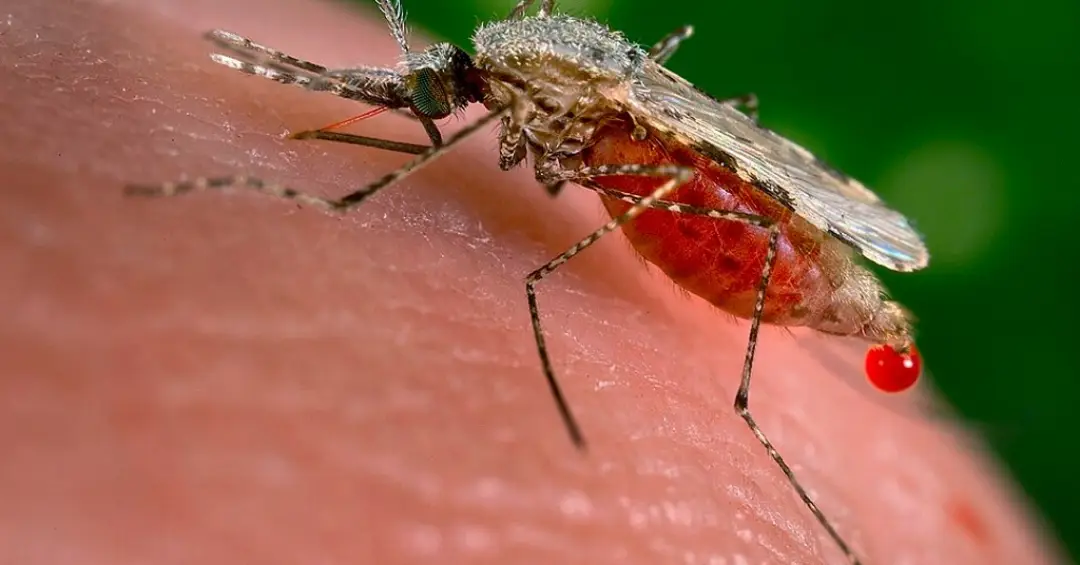 Um inseticida pode ter ajudado o mosquito da malária a se reproduzir