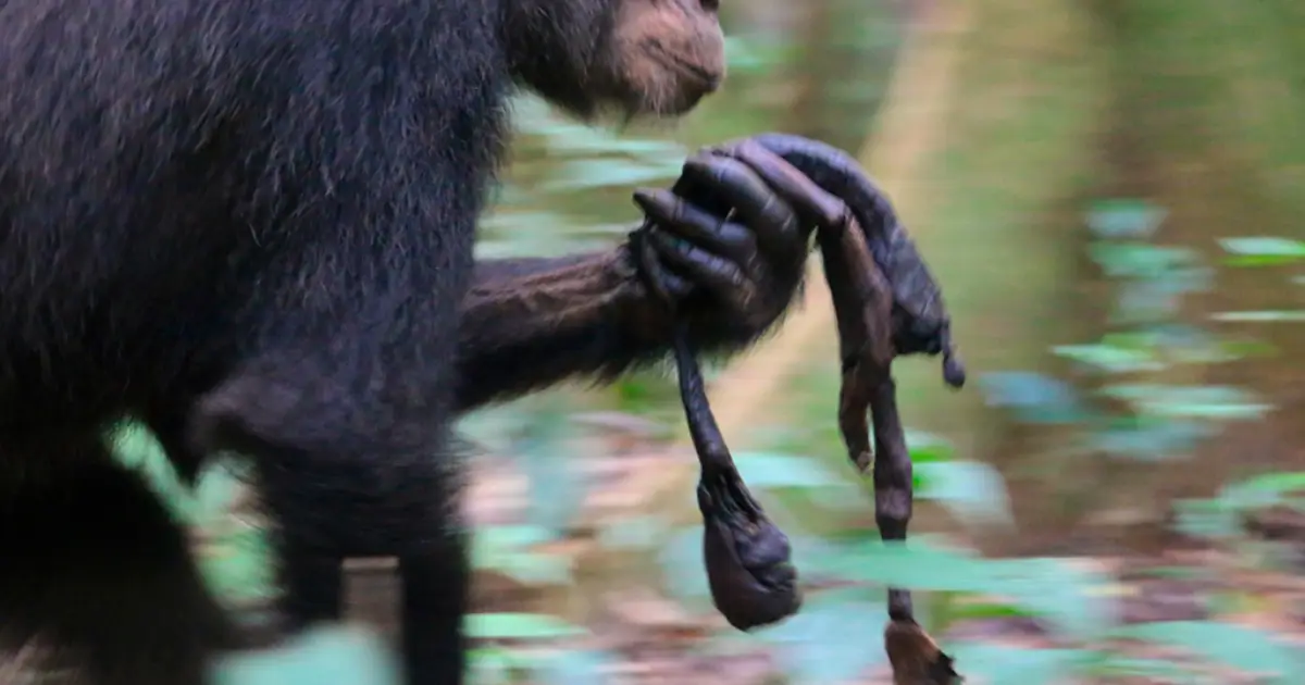 Algumas mães chimpanzés carregam seus filhotes mortos por meses