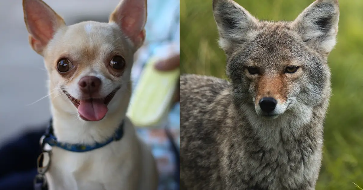 Análise de DNA de chihuahuas encontra genes de coiote