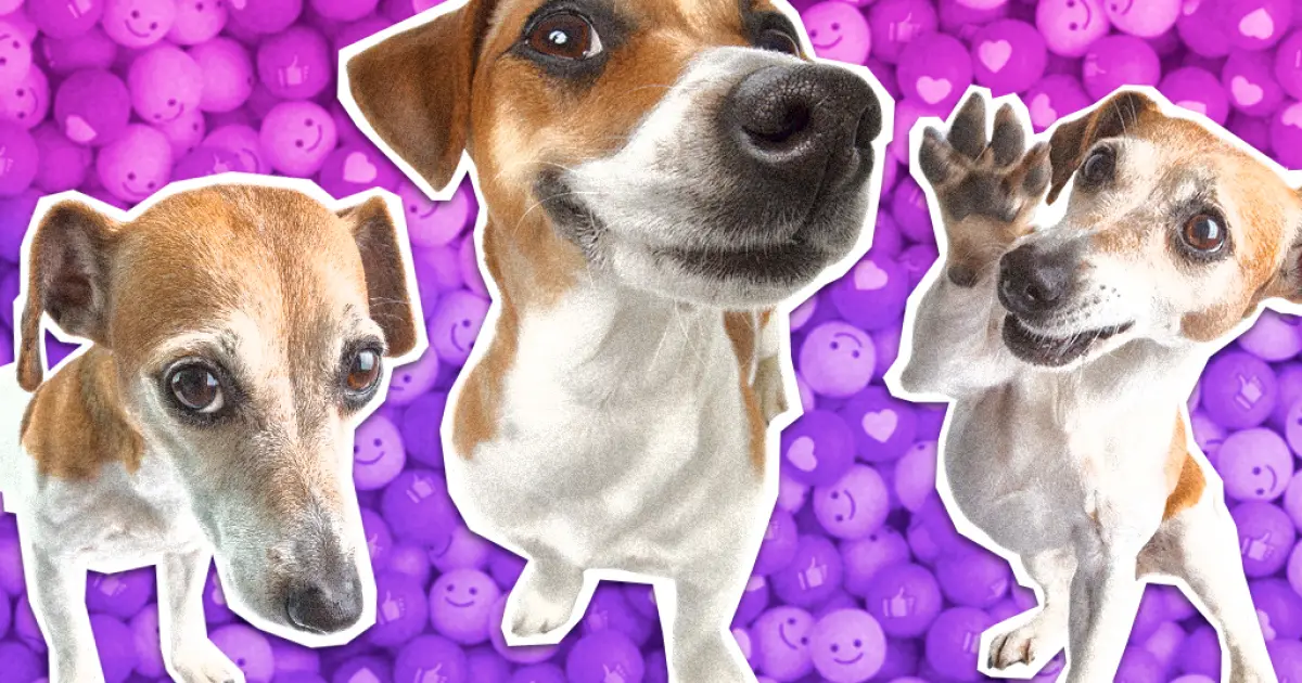 Cachorro A Folou: como um cãozinho ucraniano virou meme no Brasil