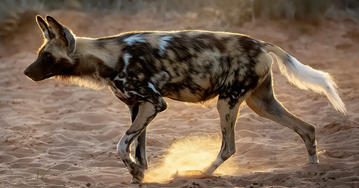 Cães selvagens quebram recorde de distância percorrida na África