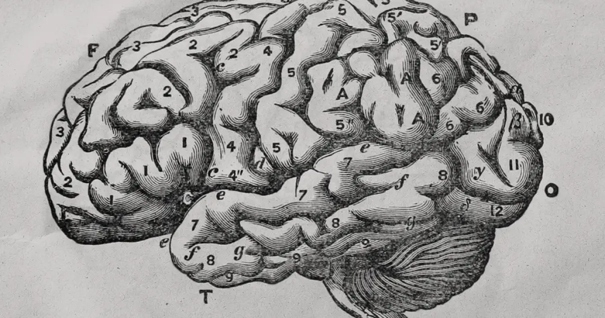 Cérebro pode ter evoluído como dois órgãos diferentes, sugere estudo