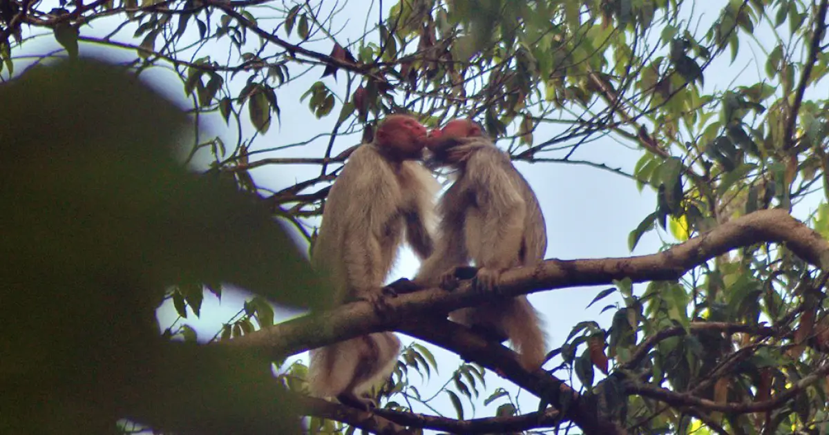 Cientistas brasileiros registram “beijinhos” inéditos entre macacos na Amazônia