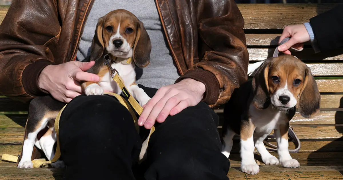 Empresa dos EUA cria cachorros hipoalergênicos geneticamente modificados