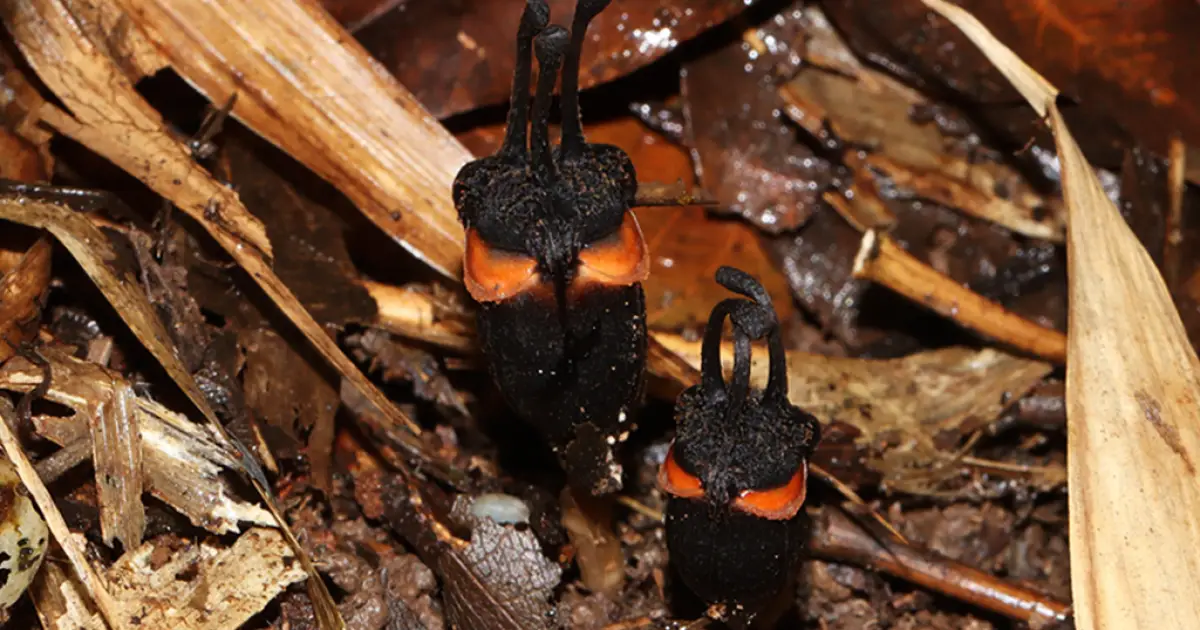 “Flor do diabo”: planta que não faz fotossíntese é encontrada na Tailândia