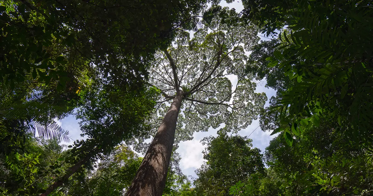 Maiores árvores do mundo podem guardar o segredo para lidar com as secas