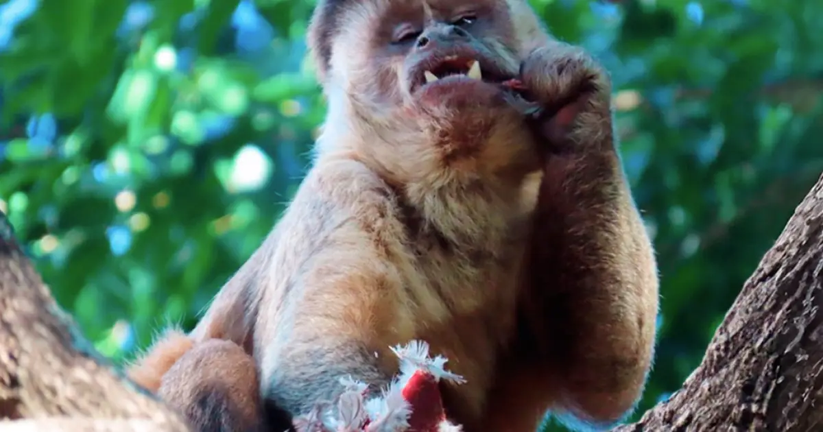 Na falta de frutas e vegetais, macacos-prego caçam de aves a gambás