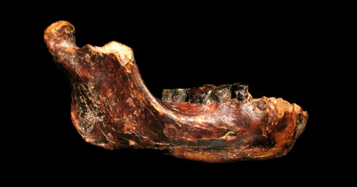 Novos fósseis revelam como viviam os denisovanos, primos extintos dos sapiens