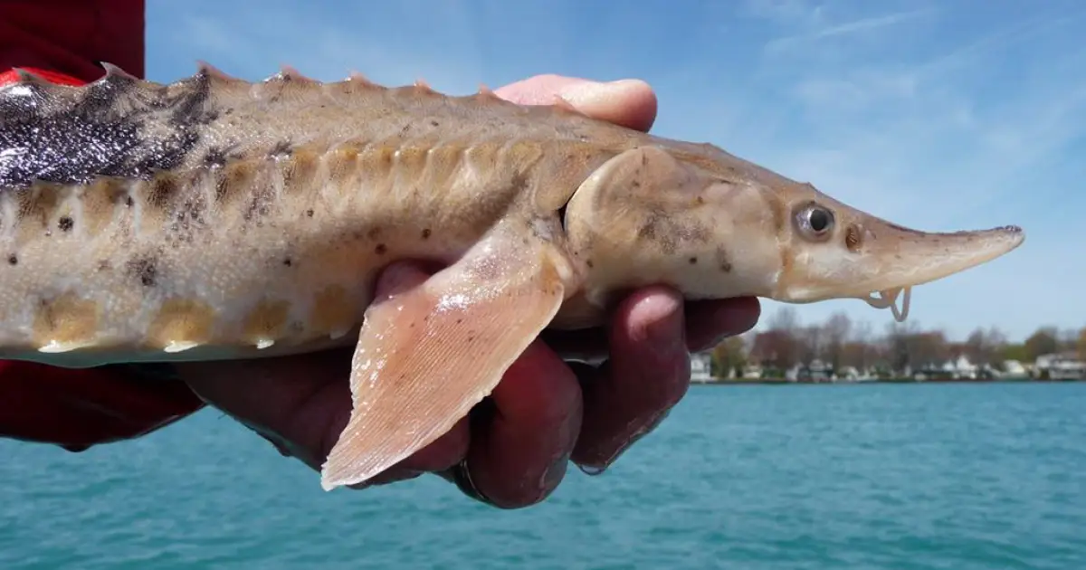 Peixe com mais de 400 anos? Entenda pesquisa inédita em lago na fronteira dos EUA e Canadá