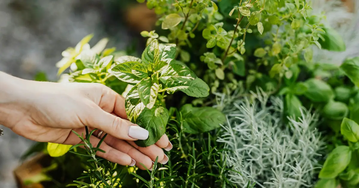 Por que ainda é tão difícil para o Brasil transformar suas plantas medicinais em produtos farmacêuticos