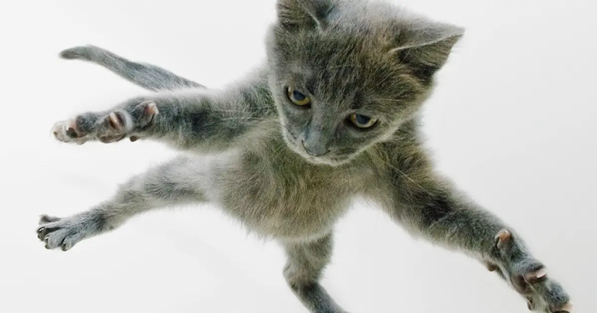 Por que gatos sobrevivem mais se caírem de alturas maiores? Conheça a síndrome do gato paraquedista