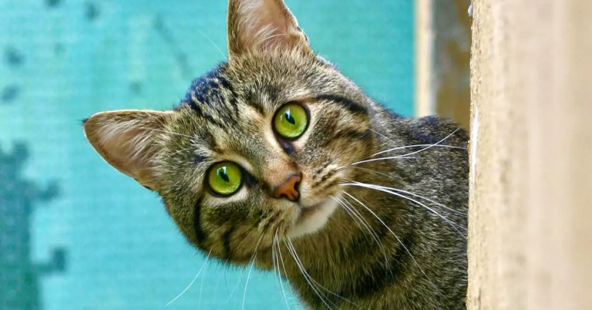 Por que os gatos têm bigodes tão longos?