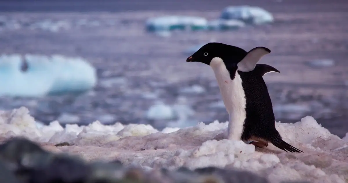 Por que pinguins da Antártida fazem cocô rosa?