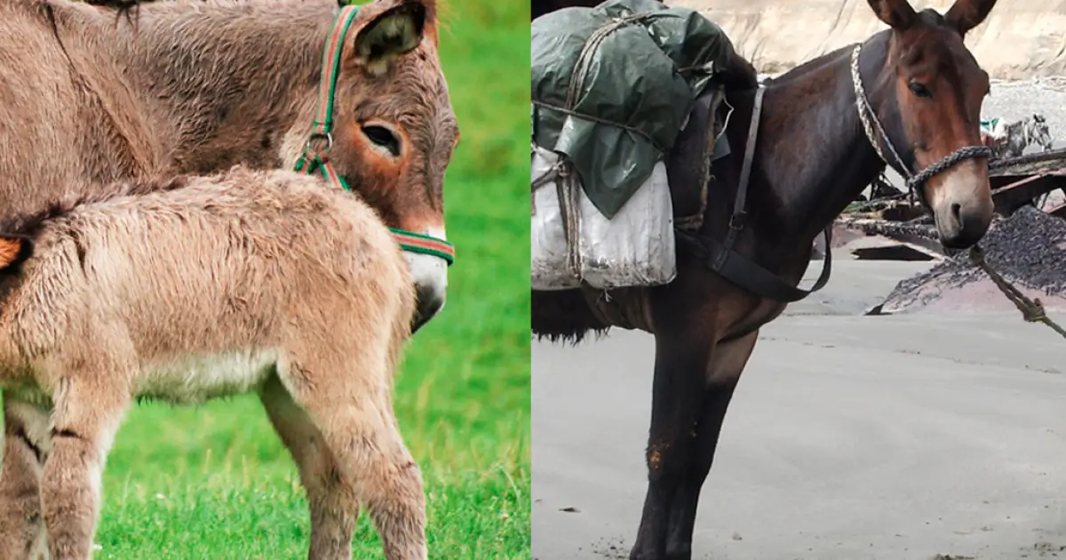 Qual a diferença entre jumento, mula, burro, jegue e asno?