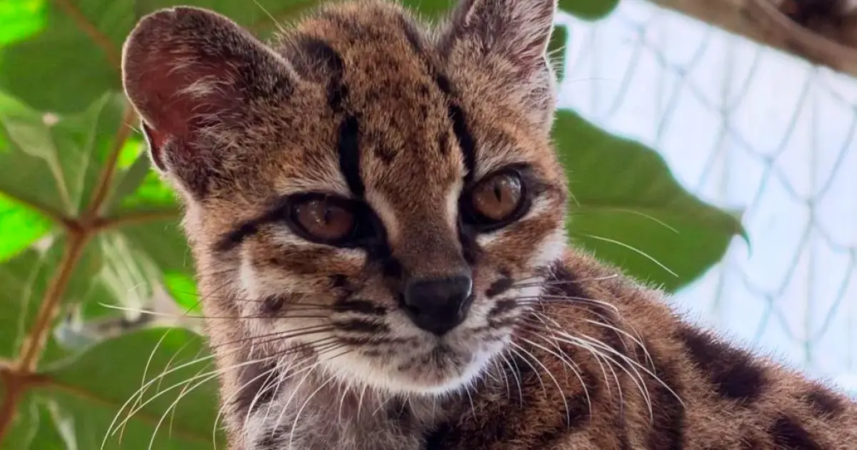 Tilcayo: conheça nova espécie de felino descoberta por brasileiros