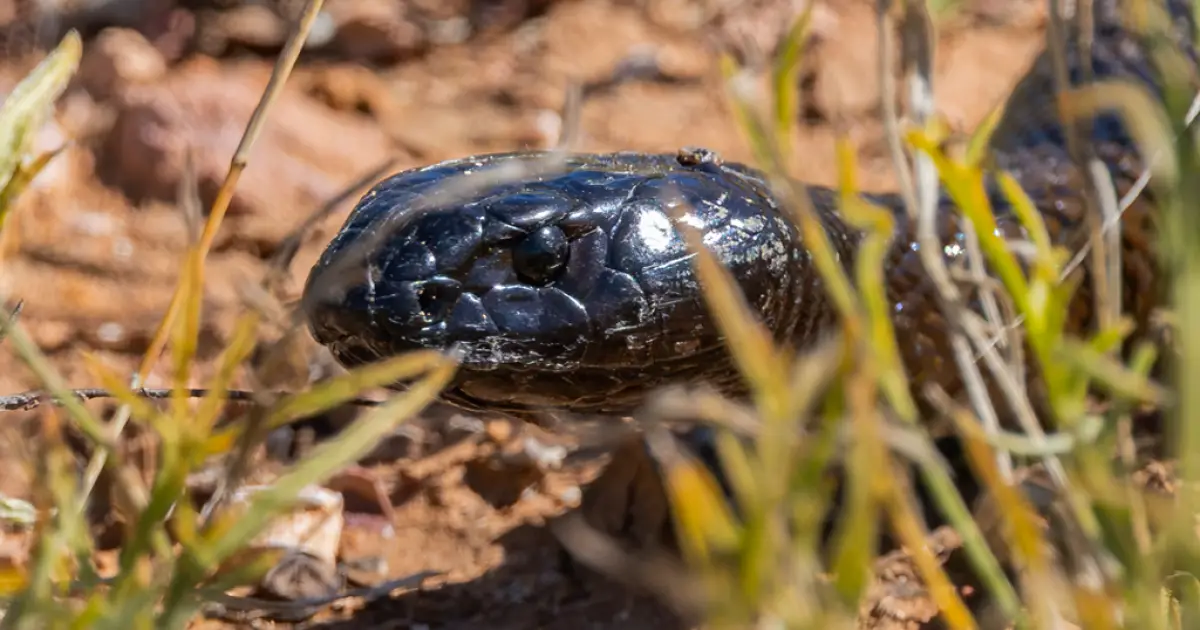Veja o ranking das cobras mais venenosas do mundo e do Brasil