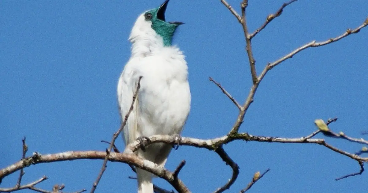 Cientistas descobrem aves mais barulhentas do mundo (e elas são brasileiras)